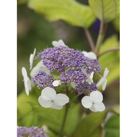 Hortensia 'Goldrush' Pot de 2L/3L (1/2)