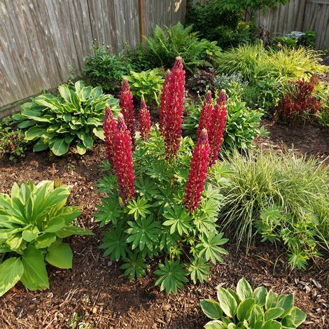 Bloomique - Lot de 3 - Lupinus Gallery Red - Lupin - Rustique - Vivace - Hauteur 10-20 cm - Pot 9 cm