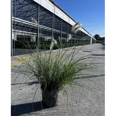 Gardenaria Pennisetum villosum - Graminacea ornamentale da esterno - Altezza: 40 cm (vaso 17) (1/4)