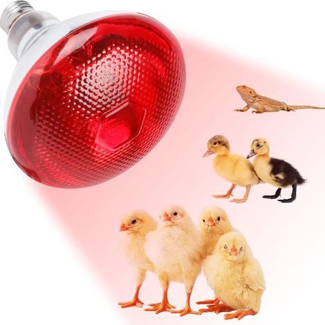 Infrarot-Wärmelampe, 250 W, E27-Sockel, Reptil, Welpe, Küken (1/5)