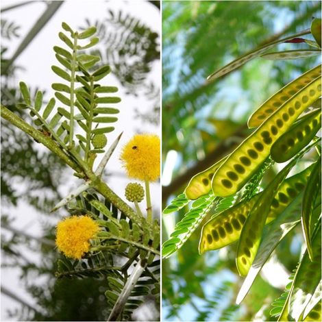 Planta de Acacia Karroo. Usado para Setos. Resiste la Sequia