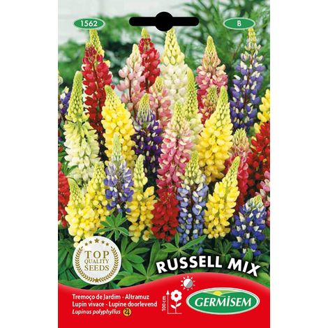 Germisem EC1562 Sementi