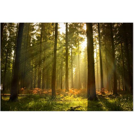 Affiche Rayons lumineux en forêt - 60x40cm - made in France (1/5)