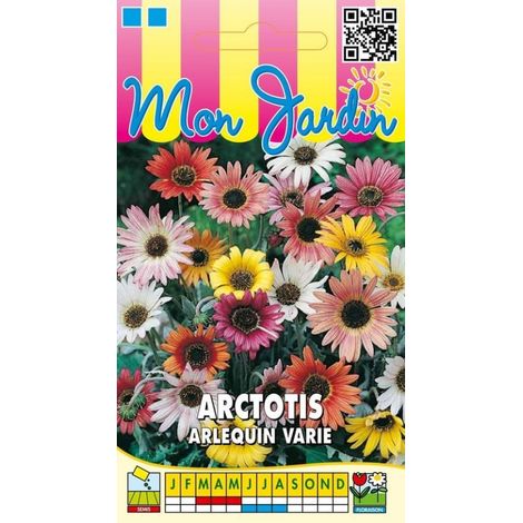 Arctotis Arlequin varié - 0,3g