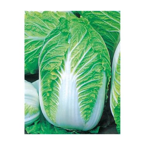 CHOU DE CHINE PETSAI TIPTOP HF1 - 1.5 G