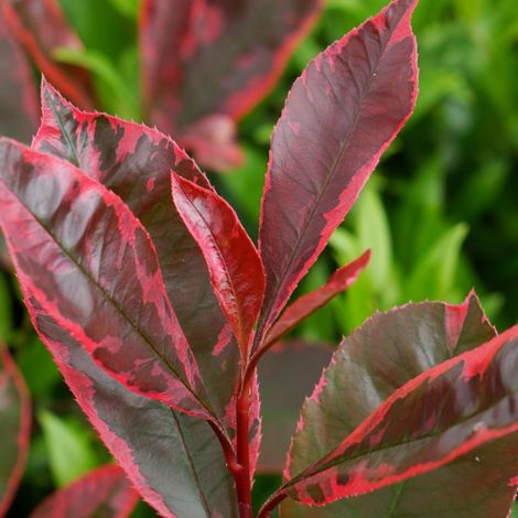 Photinia Louise® 'McLarlou'/Pot de 7,5L - 80/100 cm (1/5)