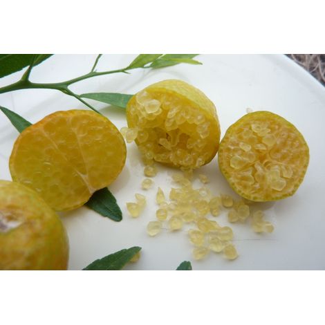 LIMONE CAVIALE Ovale Eremorange (Citrus glauca x Citrus sinensis) FOTO REALI (1/5)