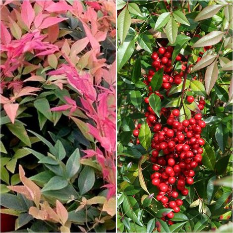 Semillas de Bamb� Sagrado. Nandina Domestica. 10 Gramos