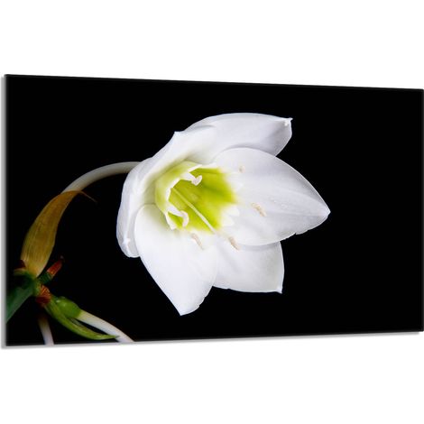Glasschutzplatte für den Herd 80x52 Orchidea (1/5)