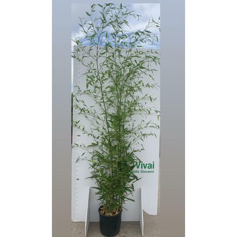 N.10 PIANTE DI BAMBU'  "phyllostachys aurea " altezza 160/180 cm  in vaso 24 cm