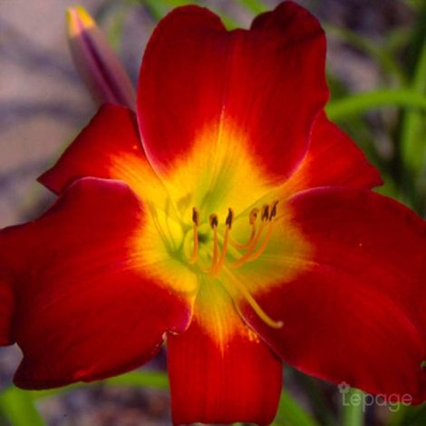 3 Hémérocalles 'Cherry Festival' (Hemerocallis 'Cherry Festival')