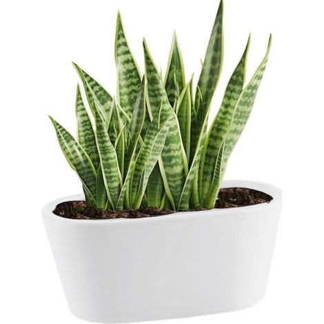 Grondaia per vaso in ceramica bianca 17 cm Piano