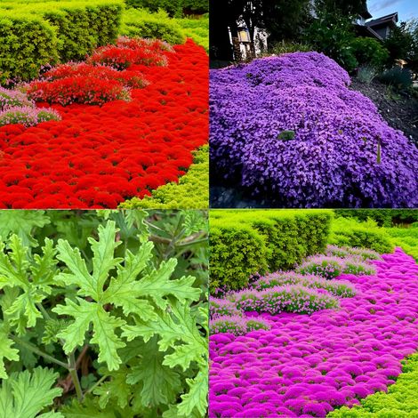 20,000 pink thyme seeds + 20,000 red thyme seeds + 20,000 purple thyme seeds + 1,000 lemongrass seeds, hardy variety