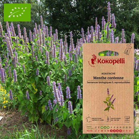 Agastache Menthe Coréenne- Graines bio à semer (1/2)