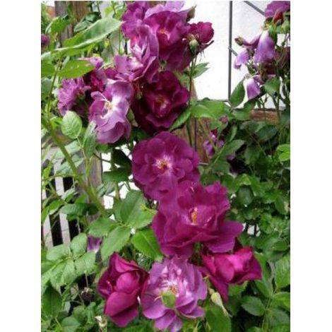 Rosier arbuste 'Rhapsodie in Blue' Pot de 4L/5L