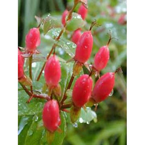 Millepertuis 'Elstead' Pot de 1,5L/2L (1/3)