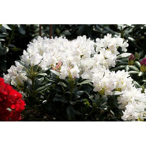 Rhododendron 'Cunningham's White' Rhododendron PG 1 'Cunninghams White' 4L 30- 40 (1/4)