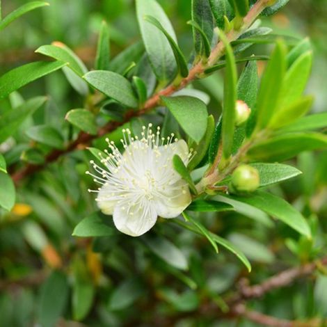 Pépinières Naudet – Myrte commun 'Pitchoun' BIO – Arbuste nain persistant – Fleurs blanches en été – Baies comestibles – Résistant à la sécheresse (1/3)