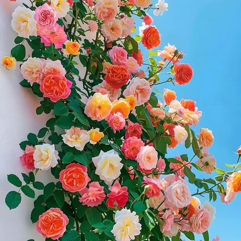 200 Semillas de Rosales, Rosas Trepadoras de Colores Variados, Fáciles de Cultivar, Para Balcones, Jardines y Aleros, Florecen Todo el Año (1/5)