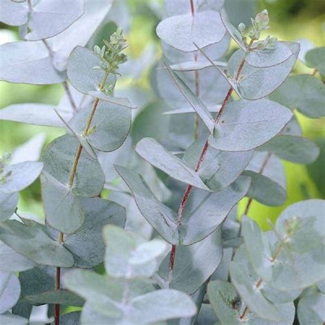 Vivaio Garden Forest – Eucalyptus gunnii plante conifère 18cm – Feuillage persistant bleu-vert – Résistant aux moustiques – Pour culture en buisson (1/2)