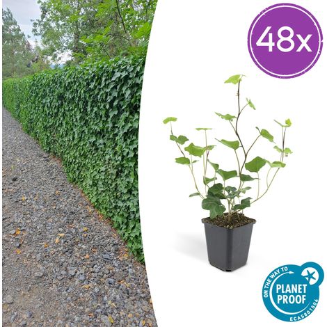 Lot de 48 Hedera Hibernica Lierre d'Irlande Plante Grimpante et Couvre-sol 10-25 cm Pot Ø 9 cm - PANGIVO (1/5)