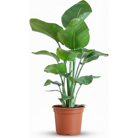 Strelitzia Nicolai Plante d'Intérieur Oiseau du Paradis Verte Hauteur 80-90 cm Pot Ø 19 cm - PANGIVO (1/5)