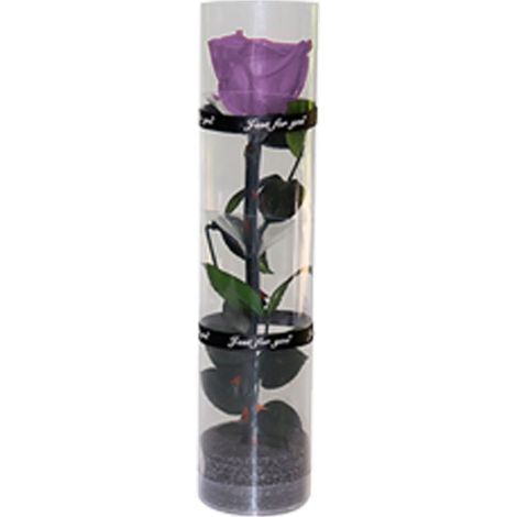Rose Préservée - Rose Réelle Préservée Naturellement - Pour Décoration Intérieure ou Cadeau - 1 Pièce - Longueur 27 cm - Diamètre Fleur 4,5 cm (1/5)