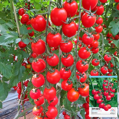 Graines de Tomates Cascade Beauty – 100 graines par sachet, 10 sacs pour jardin et potager (1/5)