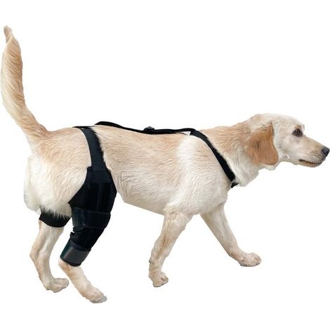 Supporto regolabile per zampe di cane, protezione per zampe posteriori e arti, resistente e confortevole, taglia M (1/5)