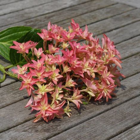 Hortensia YOU&ME® Princess Diana 'H213', Hydrangea macrophylla/Pot de 1,5L - 20/40 cm (1/3)