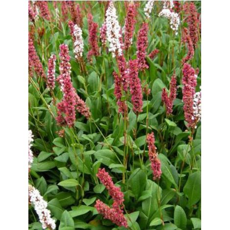 Renouée 'Donald Lowndes' Pot de 2L/3L (1/2)