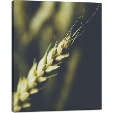 Stampa su tela Botanica Spiga di grano 40x50 cm