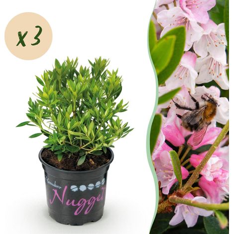 Rhododendron Nain Light Pink Lot de 3 Arbustes Fleurs Rose Clair Haie et Bordure - PANGIVO (1/5)