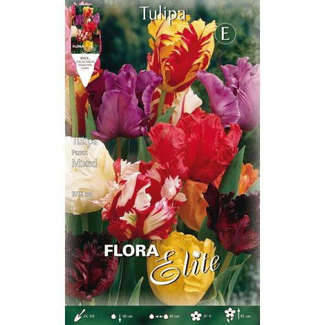 TULIPANO PARROT MIX DI COLORI (CONFEZIONE DA 7 BULBI)
