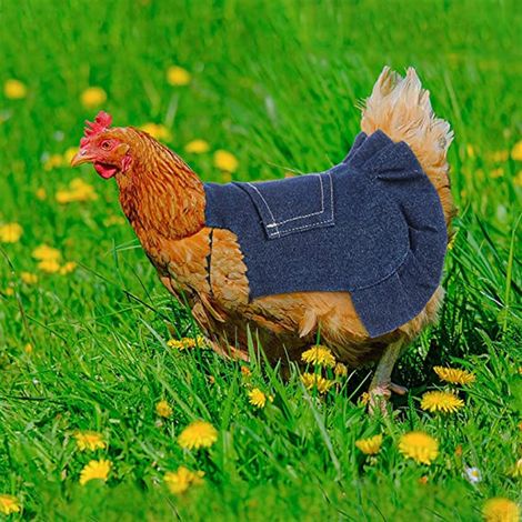 Tablier de Poule avec Sangle Élastique, Lot de 1, Protection Volailles et Côtés, Bleu, Équipement pour Pondeuse, Poulailler, Animal, Bas (1/3)