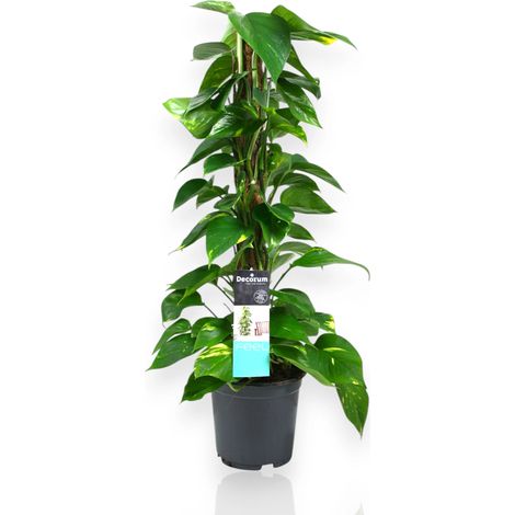 Gardenaria Epipremnum (pothos) su palo tutore - Pianta da interno ornamentale - Altezza: 80 cm (vaso 19)