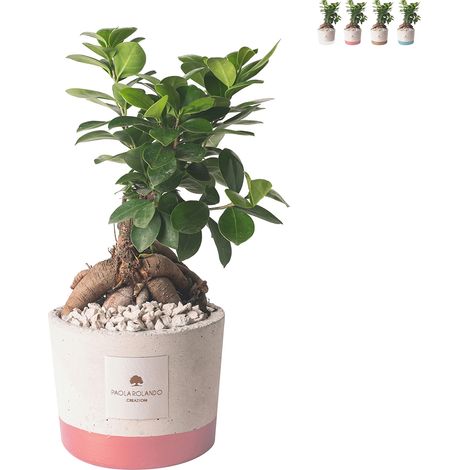 Bomboniera matrimonio con bonsai ficus ginseng in vaso Industrial - Rosa