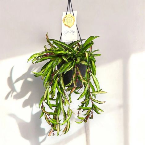 Gardenaria Hoya wayetii 'Tricolor' - Pianta da interno ornamentale - Altezza: 15 cm (vaso 12) (1/5)