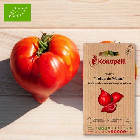 Tomate Téton de Vénus- Graines bio à semer