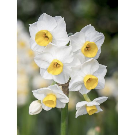 Narcisse multiflore 'Avalanche' Bulbe calibre 14+ (par 10) (1/2)