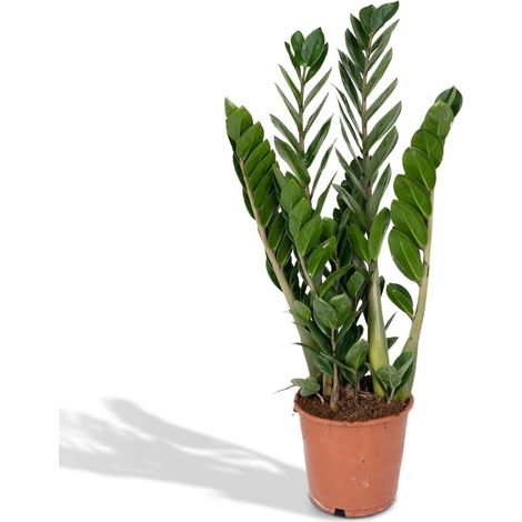 Zamioculcas Zamiifolia Plante Verte Intérieure Feuillage Émeraude Pot 14 cm Hauteur 50 cm - PANGIVO (1/5)