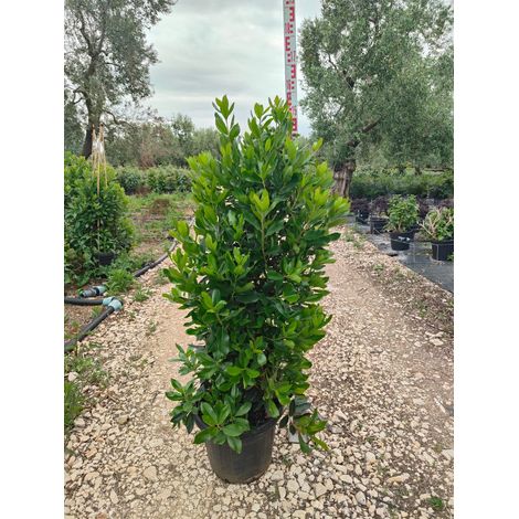 Arbousier Arbutus Unedo Pot 40 cm Arbuste Persistant (1/4)