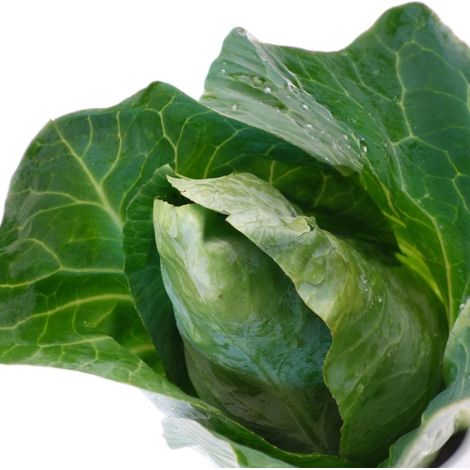 Plants de Chou cabus pointu Dutchman HF1/Barquette de 6 mottes