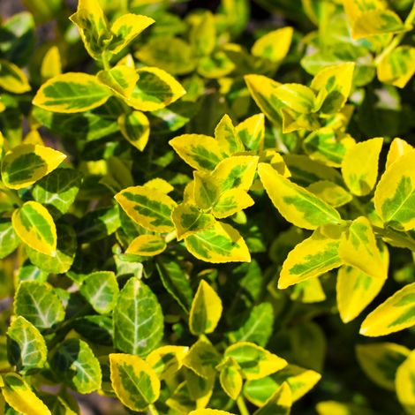 Fusain emerald gold - Euonymus emerald gold Pot 23cm (1/3)