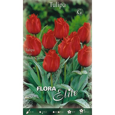 Bulbi di Tulipano Greigii Julius Caesar 10 Bulbi