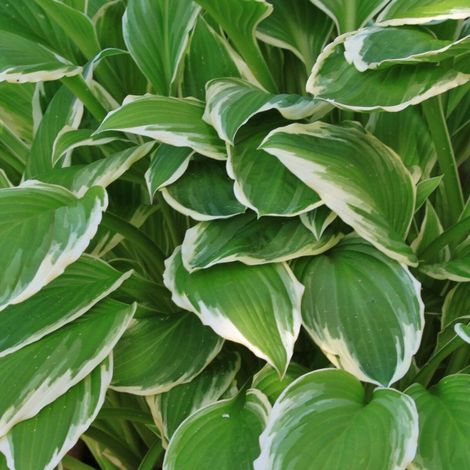 Hosta Wide Brim/Godet - 5/20 cm (1/4)