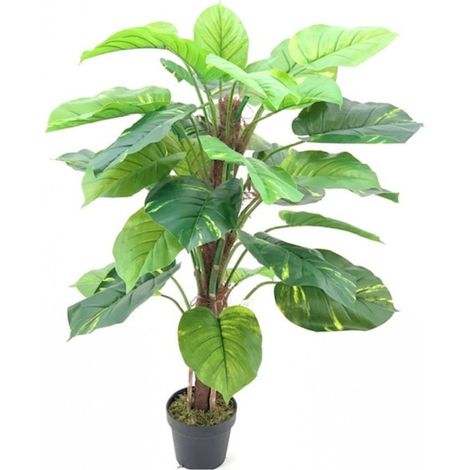 Pianta ornamentale Pothos a foglie verdi con vaso 120 cm.