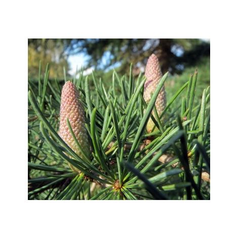 4 Plantas de Cedro del Himalaya. Cedrus Deodara