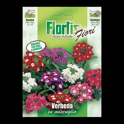 Verbena A Grandi Fiori