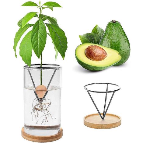 Kit de culture d'avocatiers avec vase en verre et base en bambou pour faciliter la germination des graines et l'observation des racines. (1/5)